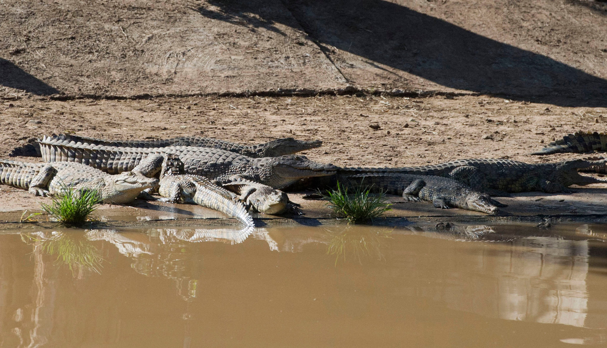 Some recaptured crocodiles on South Africa's Rakwena Crocodile Farm on Wednesday. Credit Associated Press